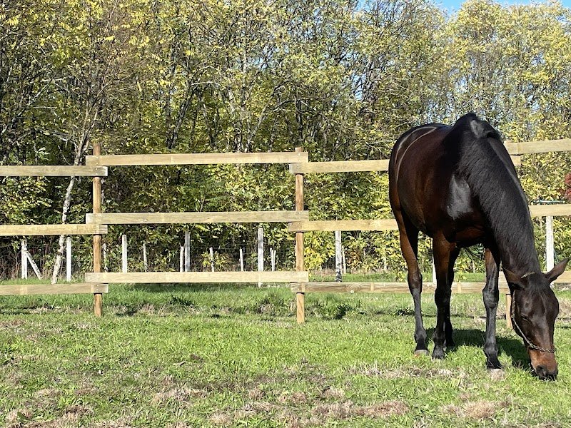 Chevalogie - Débourrage et éducation de chevaux - photo 3