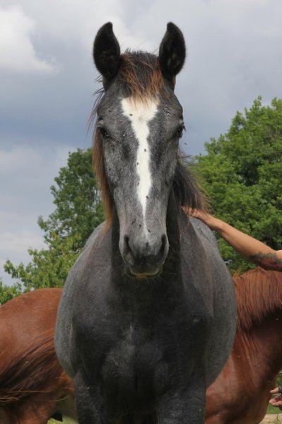 Poney Club de la Côte - photo 2
