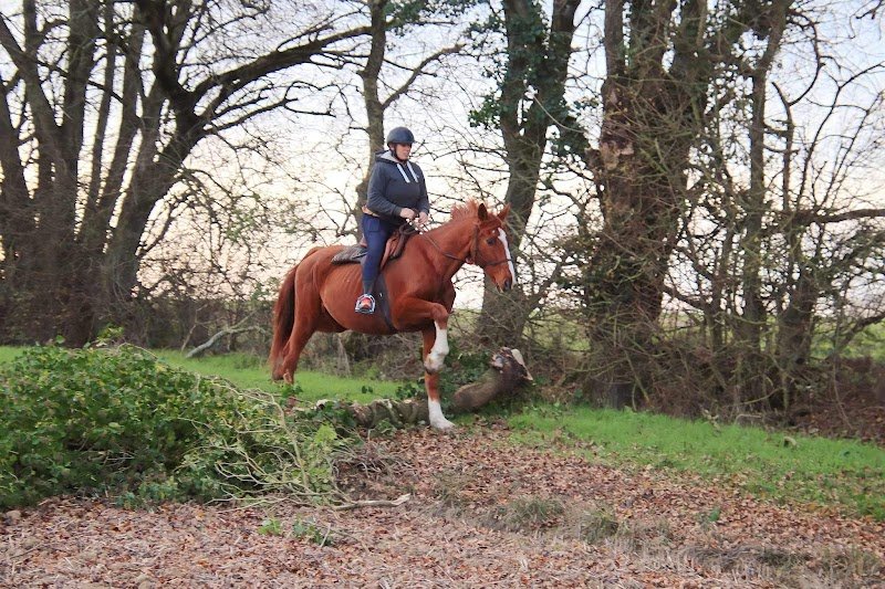 Écurie DEBARD - photo 2