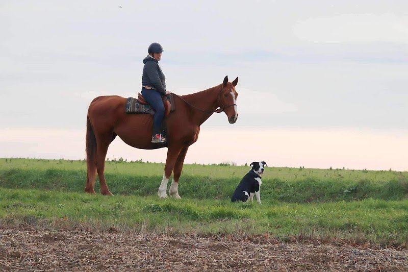 Écurie DEBARD - photo 3