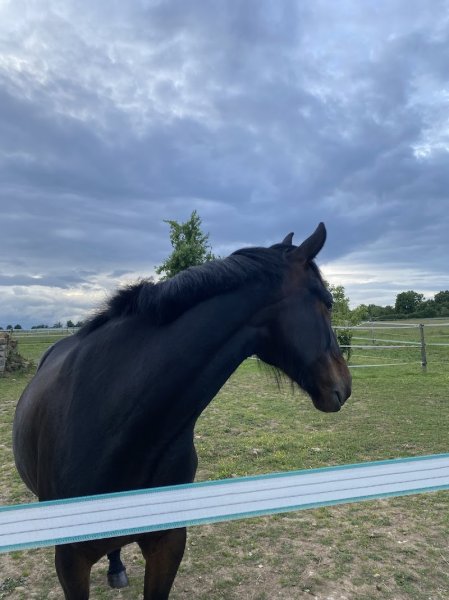 Ecurie du Librequi'D - photo 1