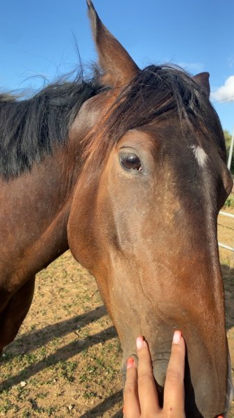 Ecurie du Librequi'D - photo 3