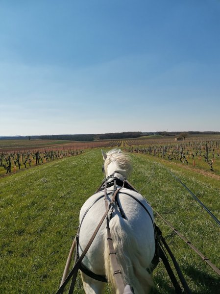 Centre équestre Verdille - photo 2
