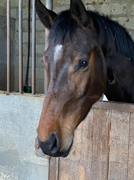 Ecurie de Propriétaires Bordeaux CSO Stéphane Lallemant - Domaine des Artigaux - Pension chevaux - Poney club fermé - photo 3