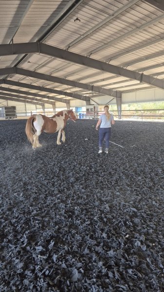 Poney club des retrouvailles - photo 2