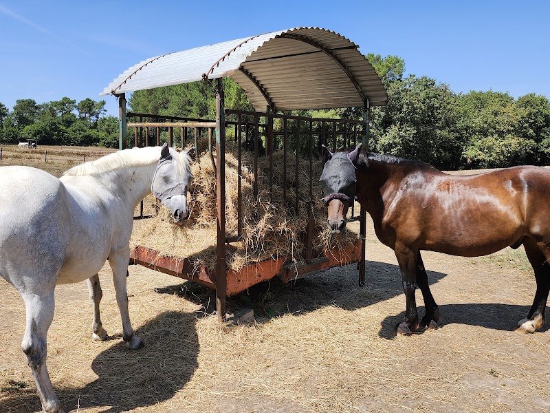 Ecurie de proprietaires - photo 3