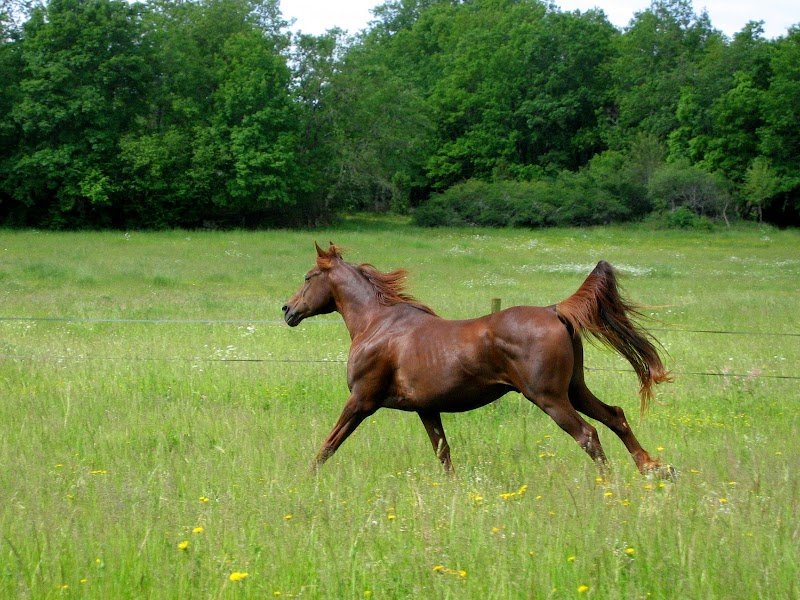 Elevage chevaux d'endurance du Coutillas