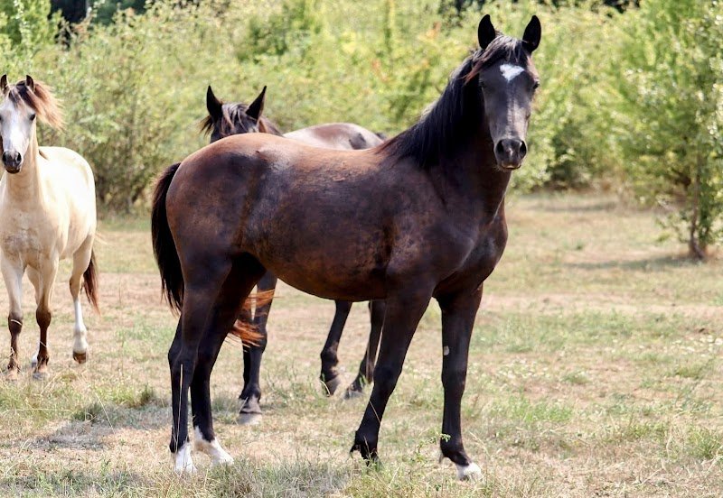 Haras de Gaci - Elevage de chevaux et poneys de sport en Charente - photo 1
