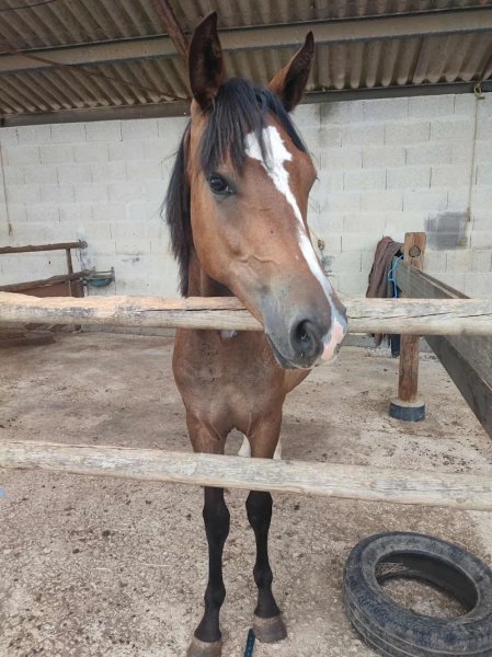 Haras de Gaci - Elevage de chevaux et poneys de sport en Charente - photo 2