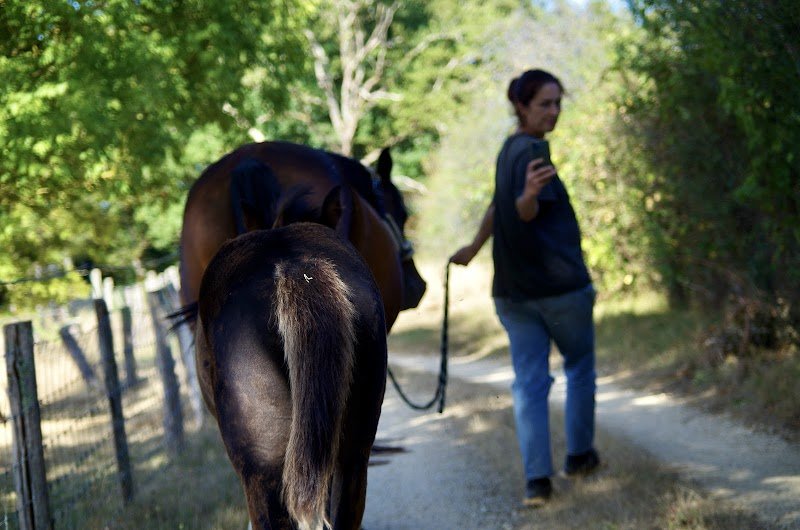 Haras de Gaci - Elevage de chevaux et poneys de sport en Charente - photo 3