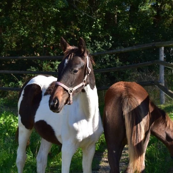Ferme équestre de Gueyte - photo 2