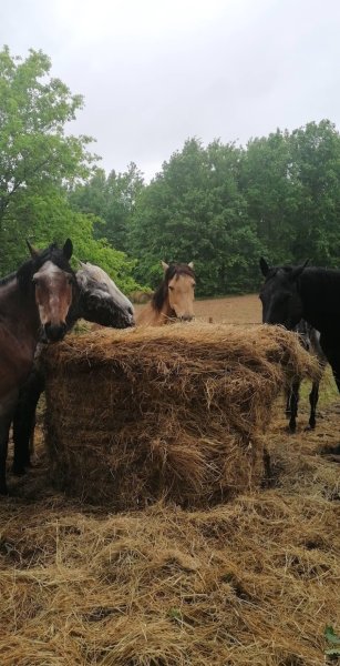 Ferme équestre de Gueyte - photo 3
