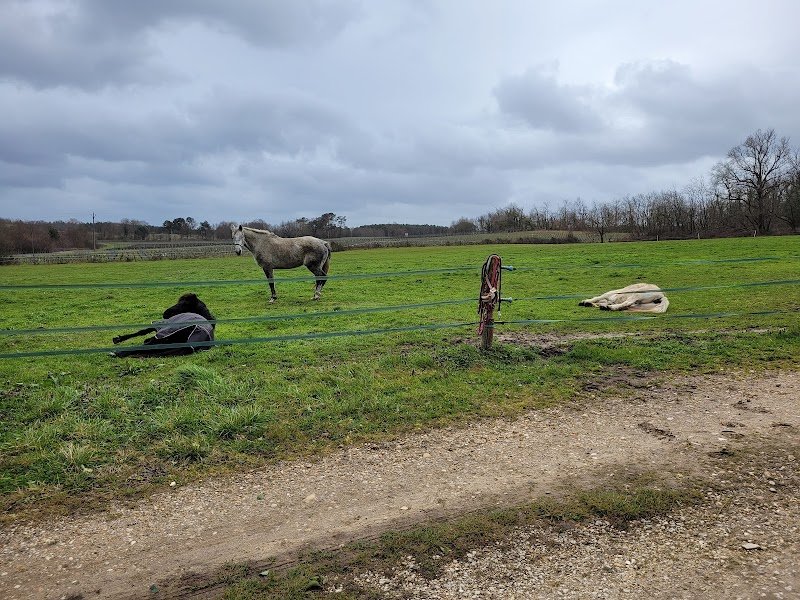 Sophro Cavaliers Italia by EquiV - photo 1