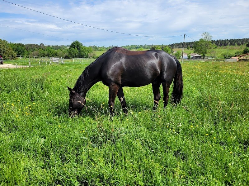 Sophro Cavaliers Italia by EquiV - photo 3