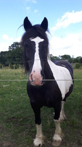 Ecrin sauvage - Ecurie de propriétaires à Couffé - photo 1