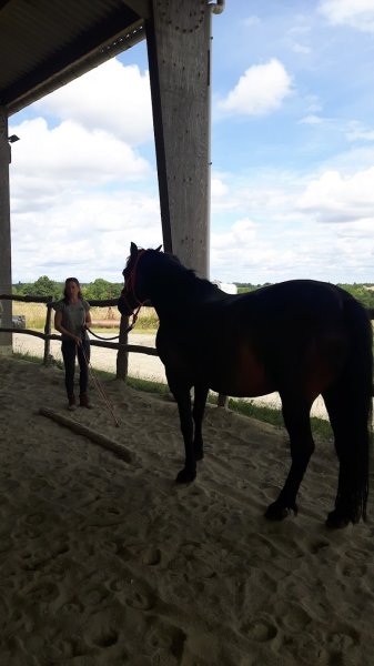 Ecrin sauvage - Ecurie de propriétaires à Couffé - photo 2