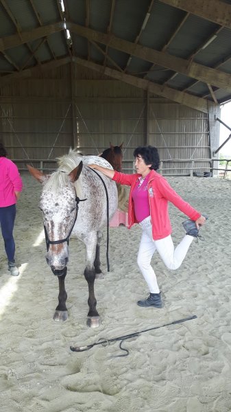 Ecrin sauvage - Ecurie de propriétaires à Couffé - photo 3