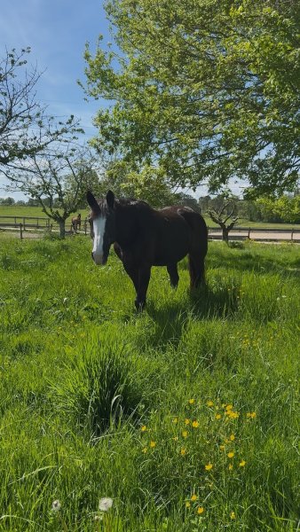 Écurie de thimazee - photo 1