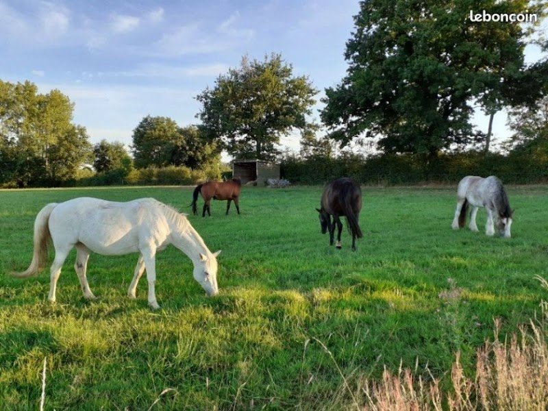 Ferme équestre La Terre Du Cheval - photo 1