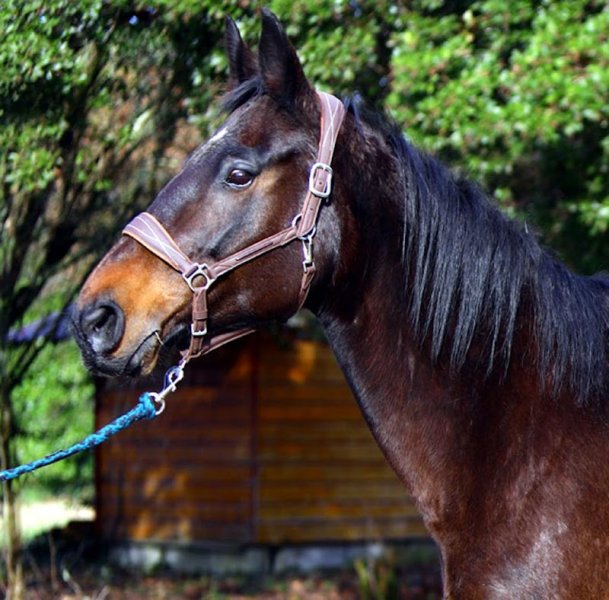 Ecuries K/ du Ballion - pension équine et élevage - photo 1