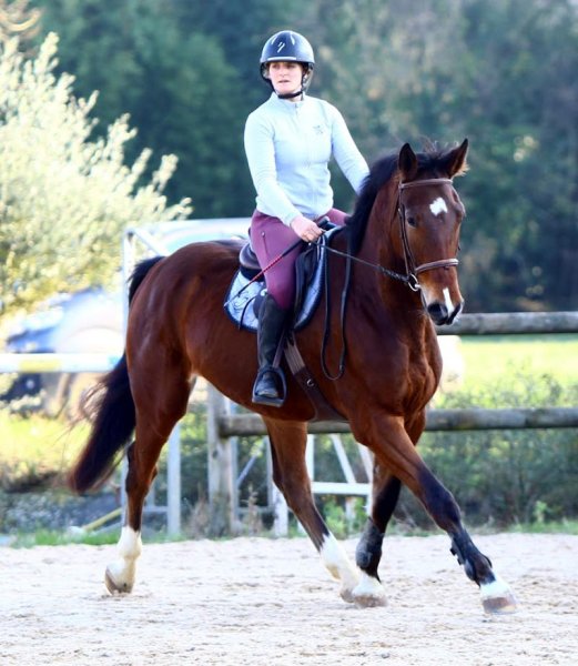 Ecuries K/ du Ballion - pension équine et élevage - photo 2