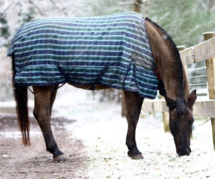 Ecuries K/ du Ballion - pension équine et élevage - photo 3