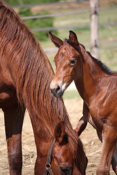 Haras de la Forêt - photo 3