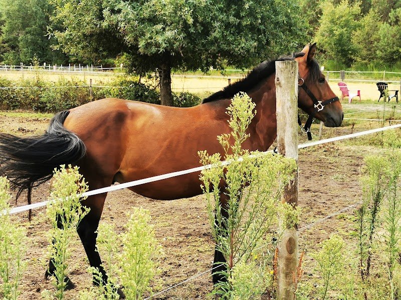 Centre equestre Elevage du bourgeais - photo 2