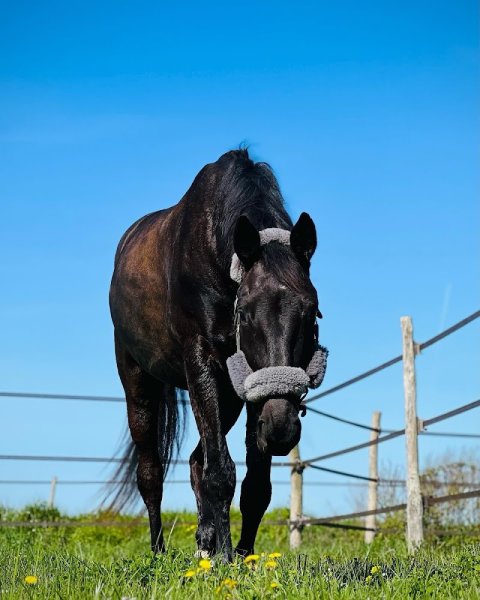 Ecurie du rosé - photo 1