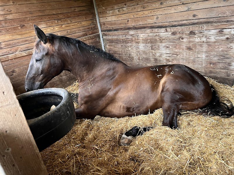 Ecurie du rosé - photo 2