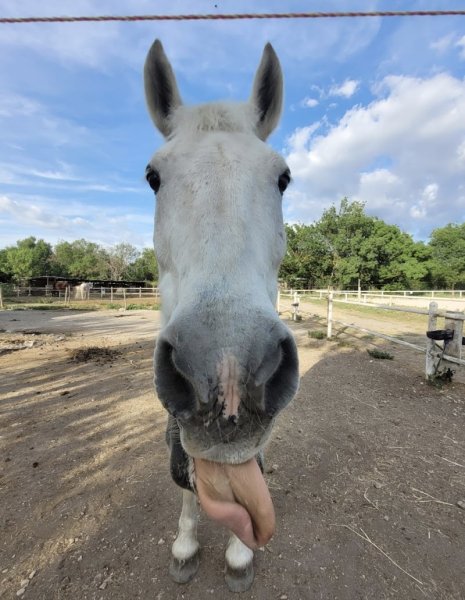 Écurie LC La Magdeleine - photo 2