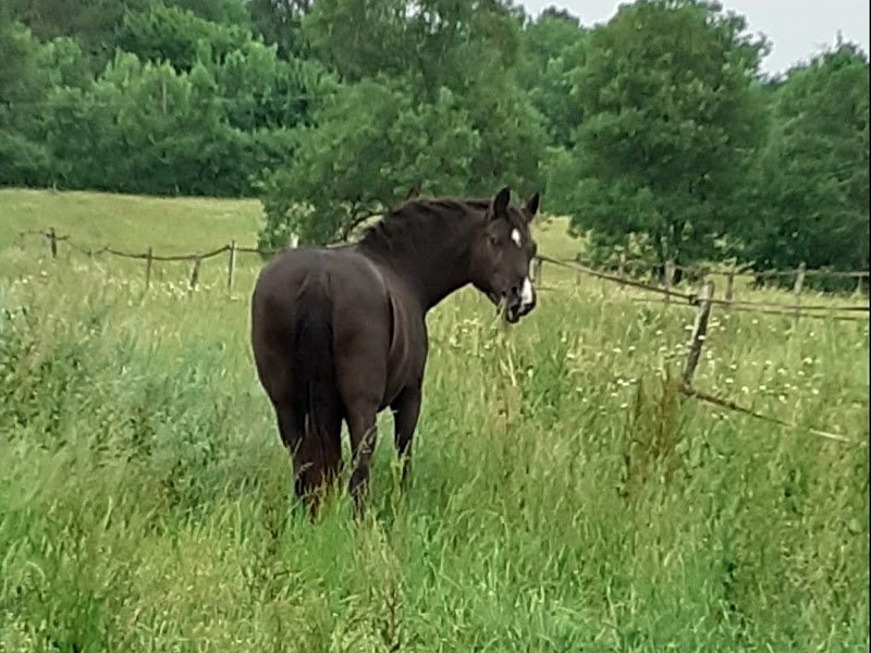 Les Écuries d'Orphée - photo 2