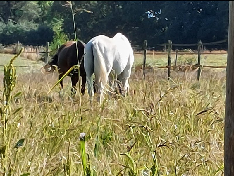 Les Écuries d'Orphée - photo 3