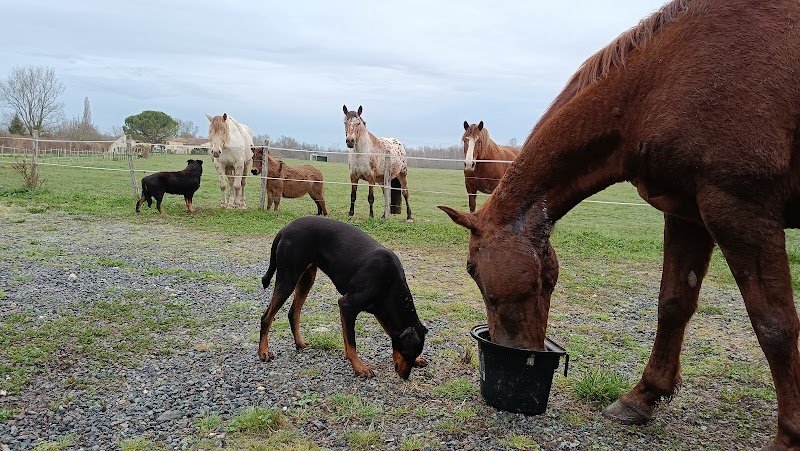 Pension pour chevaux Gironde, Bordeaux, pension équine, Domaine nature équine - photo 1