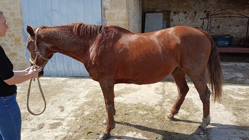Pension pour chevaux Gironde, Bordeaux, pension équine, Domaine nature équine - photo 3