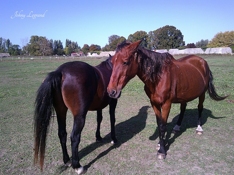 SCEA HARAS DE ROCHEFORT - photo 1