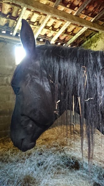 SCEA HARAS DE ROCHEFORT - photo 2