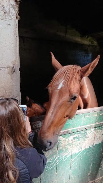 SCEA HARAS DE ROCHEFORT - photo 3