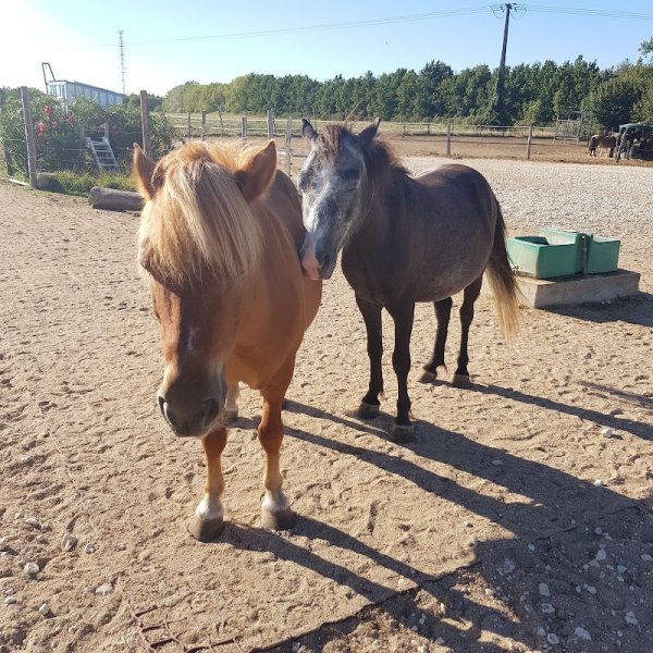 Les Petites Ecuries - photo 2