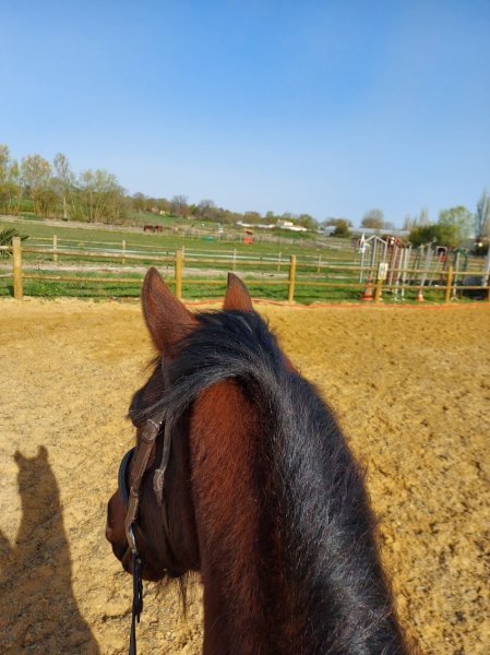 Les Petites Ecuries - photo 3