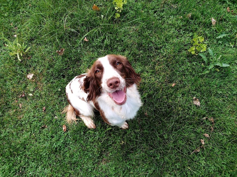 Le Marais de Saintonge - Pension & élevage - photo 1