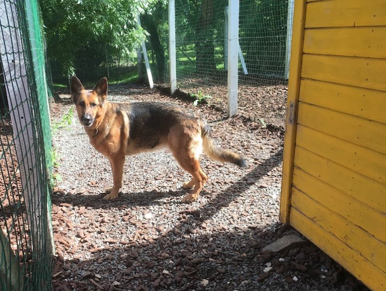 Le Marais de Saintonge - Pension & élevage - photo 3