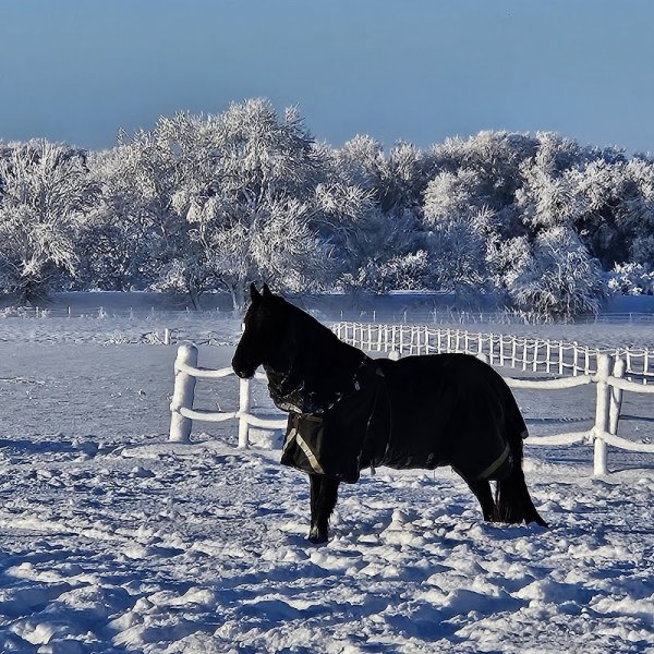 Haras de l'ilatte SCEA - photo 3