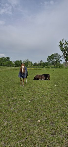 Écurie de la coubre - photo 3
