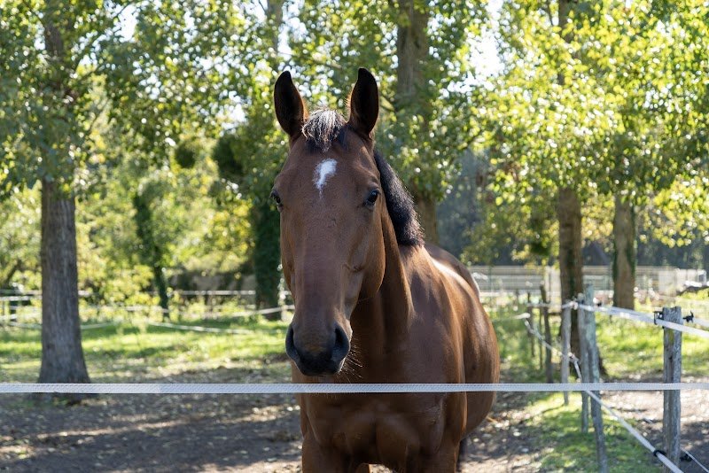 Écurie du Domaine - photo 1