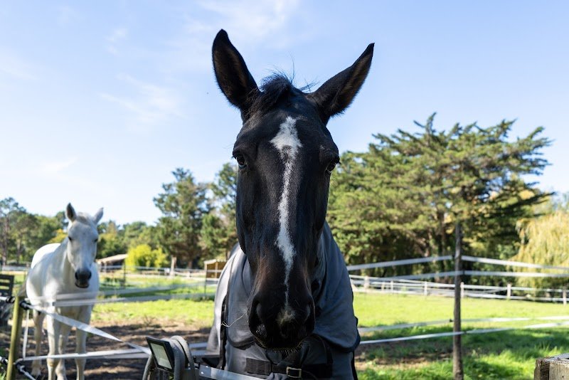 Écurie du Domaine - photo 3