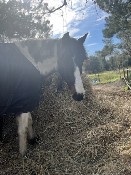 Centre équestre de l’estuaire - photo 3