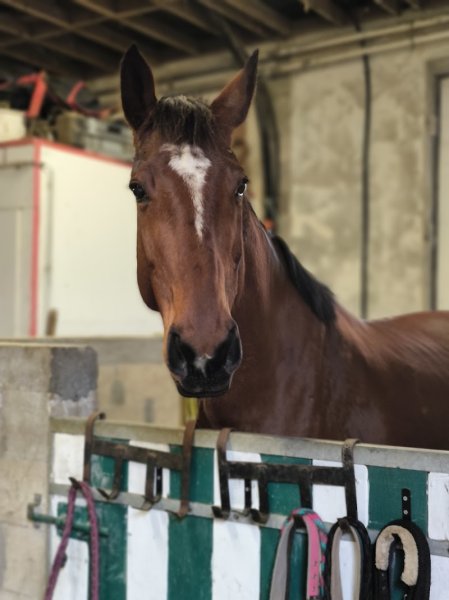 La Cavalerie des Grands Champs - photo 1