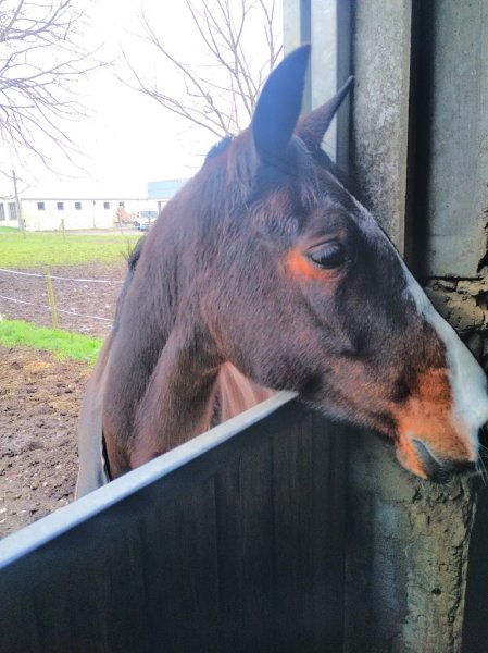 La Cavalerie des Grands Champs - photo 2