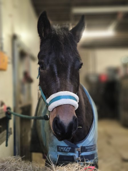 La Cavalerie des Grands Champs - photo 3